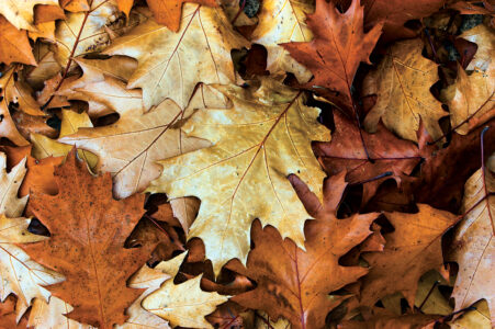 Autumn leaves